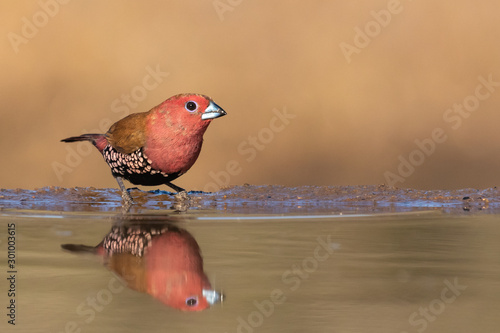 Pink-throated twinspot drinking from a water well