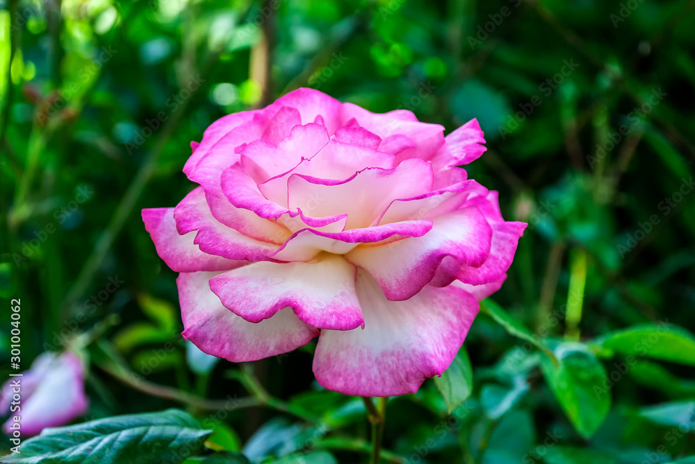 A French Rose (Rosa gallica)