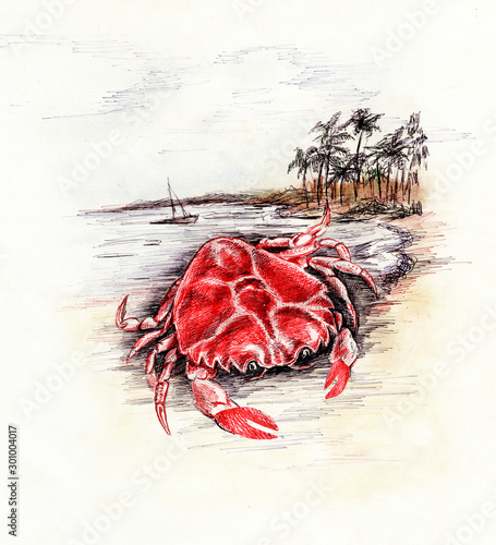 Red crab. Color animal drawing illustration with ballpoint pen