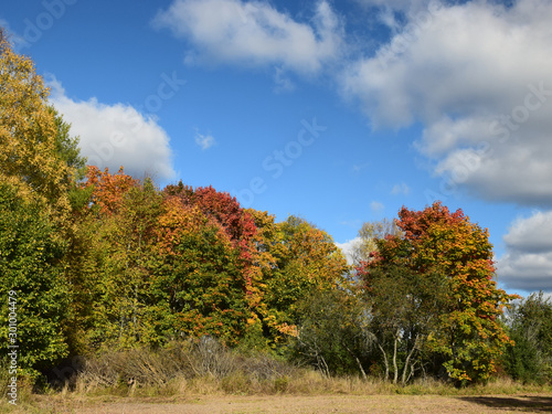 Autumn landscape with colorful trees