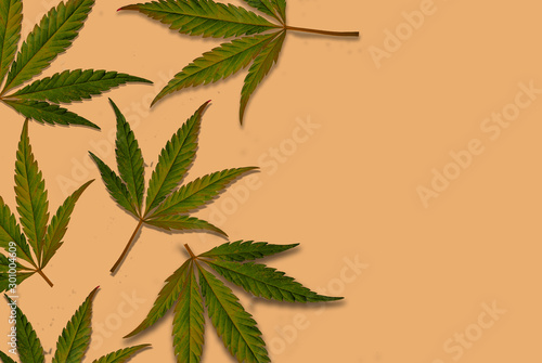 peach colored background with canapes leaves, light orange