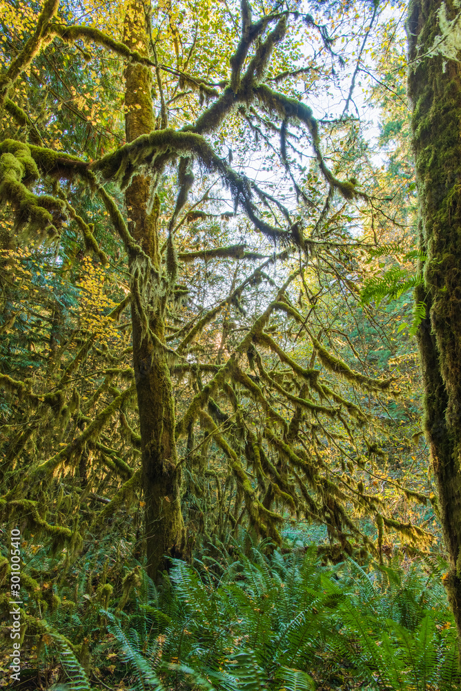 Rain Forest Views in the Morning on the Marymere Trail Near Lake Crescent-Olympic National Park in October-3 Rain Forest Views in the Morning on the Marymere Trail Near Lake Crescent-Olympic National Park in October-3