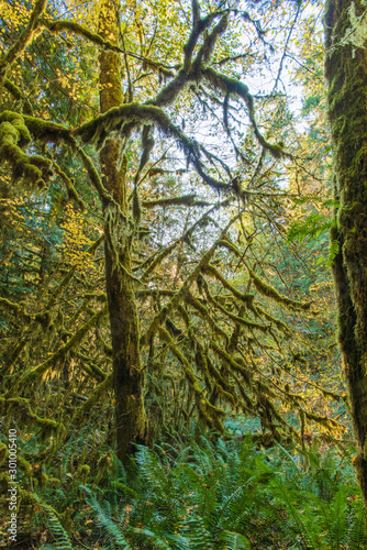 Rain Forest Views in the Morning on the Marymere Trail Near Lake Crescent-Olympic National Park in October-3