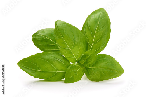 Fresh organic Basil Leaves, isolated on white background
