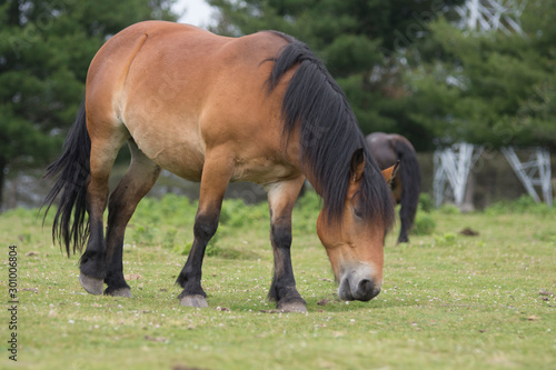 horse in urkiola  basque country  spain
