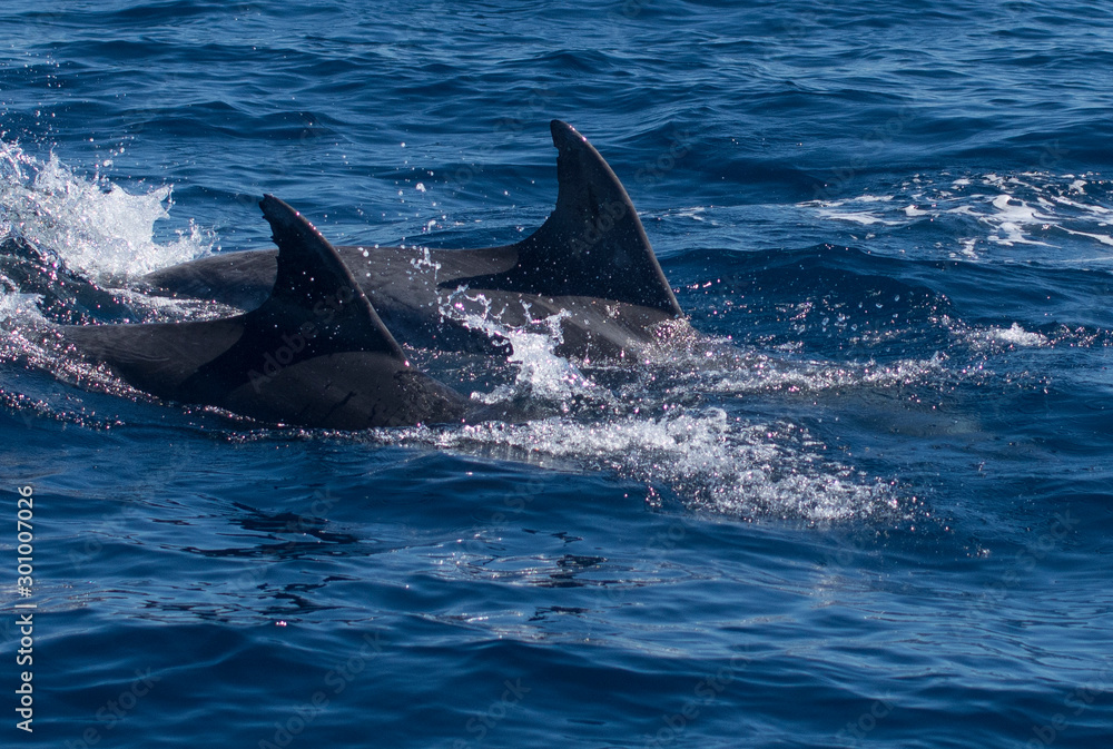 Fototapeta premium Dolphins swimming in the sea