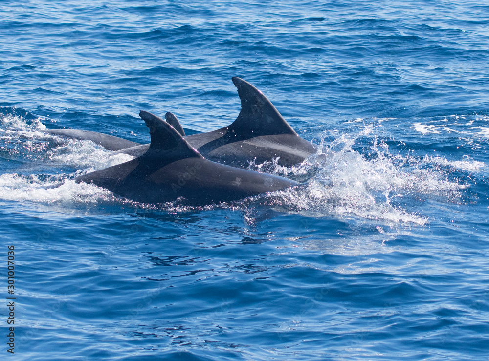 Fototapeta premium Dolphins swimming in the sea