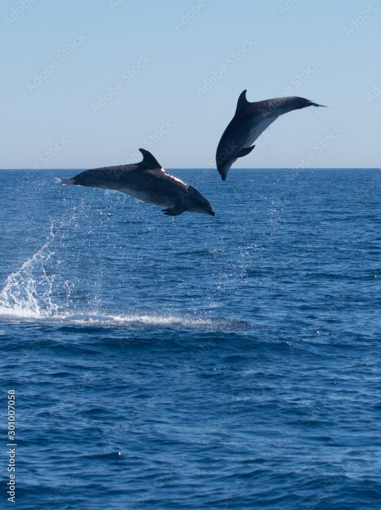 Fototapeta premium Dolphins jumping in the sea