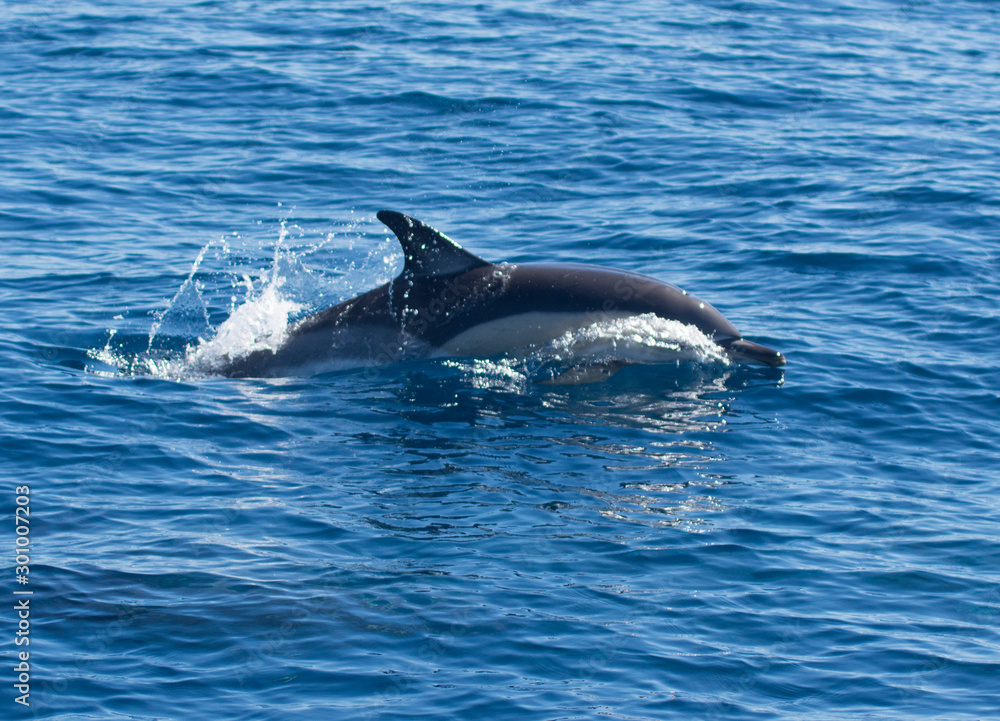 Fototapeta premium Dolphins swimming in the sea