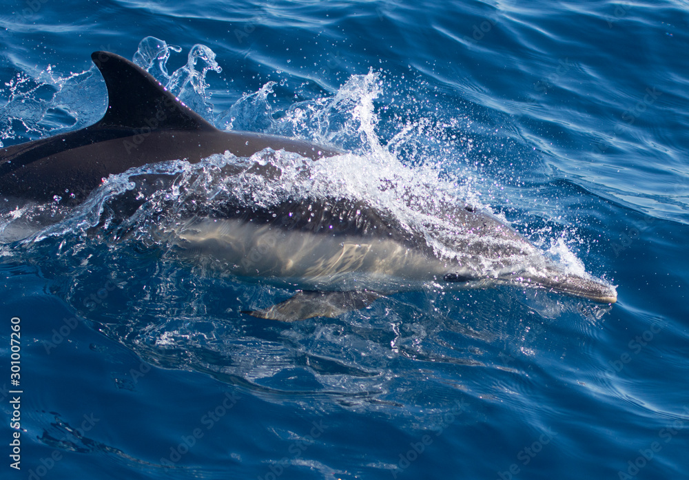 Naklejka premium Dolphins swimming in the sea