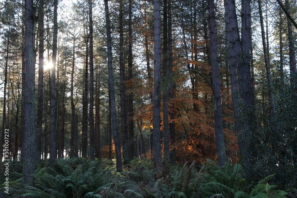 Fototapeta premium morning in the forest