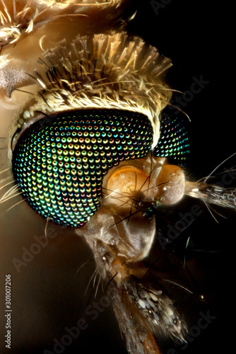 Culiseta inornata, Mosquito photo