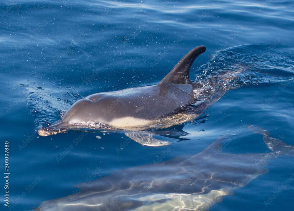 Naklejka premium dolphins swimming in the sea