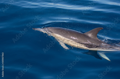 dolphins swimming in the sea © urdialex