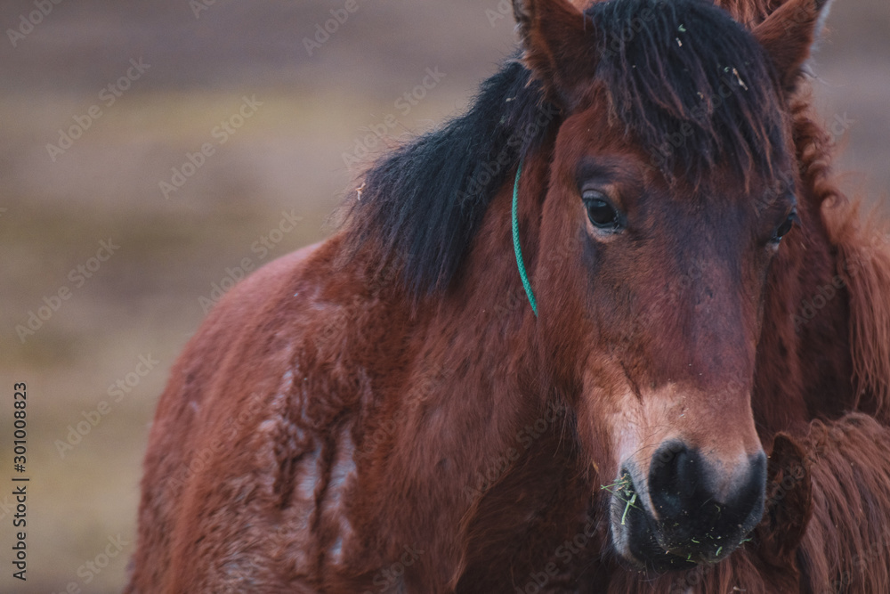 Obraz premium Mustang