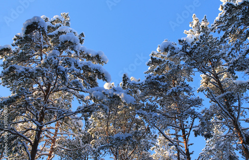Tops of pines with white snow caps against a blue sky. Winter photo.