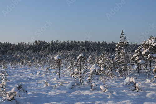 Winter landscape. White trees on a snowy swamp.