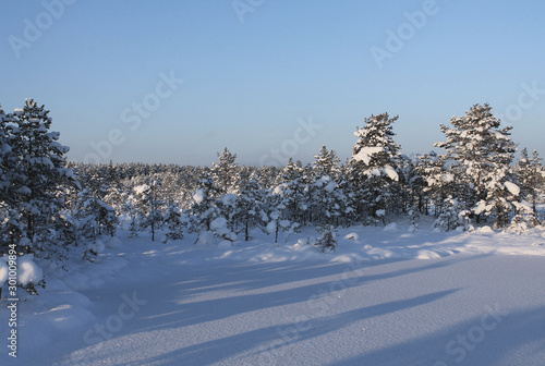 Winter in the forest. Snow covered trees in a swamp. Blue frosty sky.