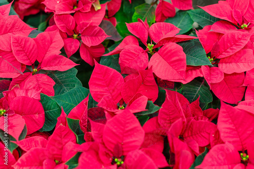 Red poinsettia (Christmas star) is a traditional Christmas flower