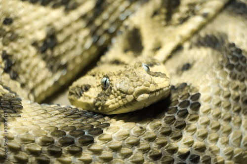 Snake prepares for attack, viper, wildlife, aquarium, animal
