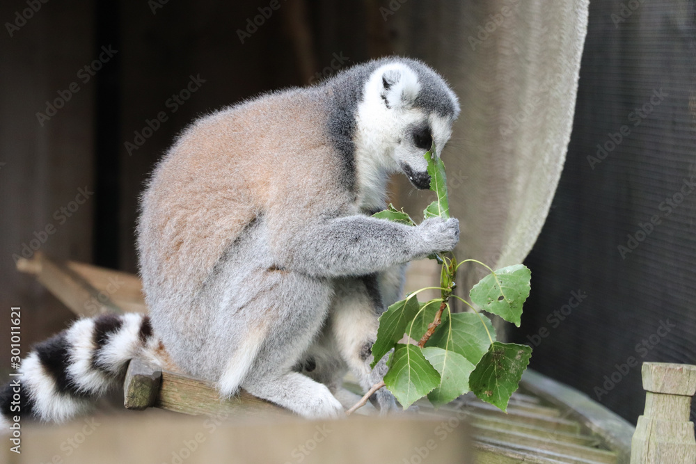 Fototapeta premium Fluffy lemur eats leaves, zoo, blurred background