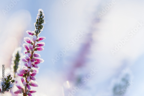 Common heather, Calluna vulgaris, flowers covered with ice crystals