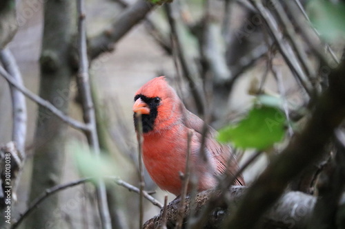 red bird on a branch