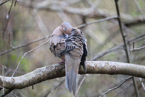 sleeping bird