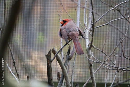 Cardinal