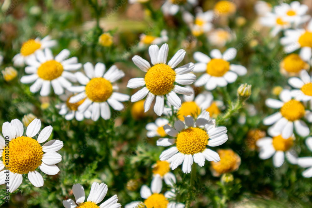 Close up of colorful and beautiful daisy flowers