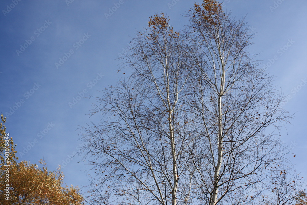 trees in winter trees in winter