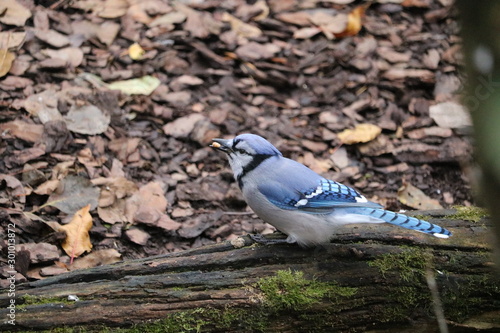 bluejay