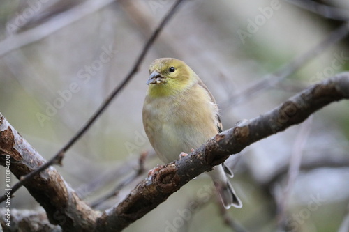 bird on a branch