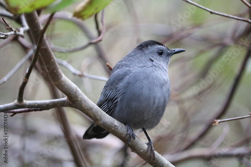 bird on a branch