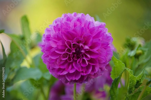 purple dahlia flower