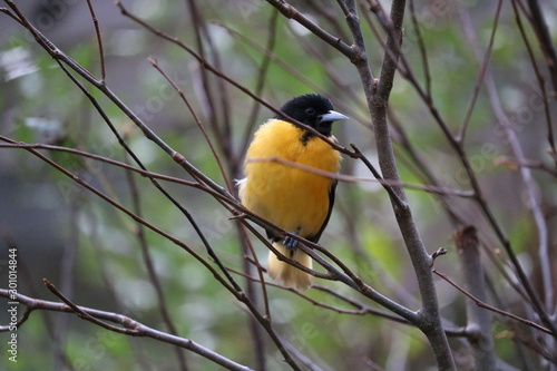 bird on a branch