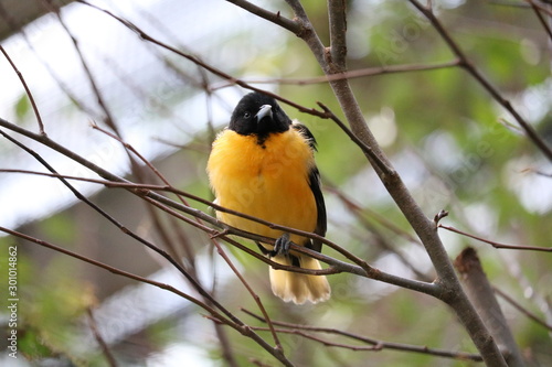 bird on a branch