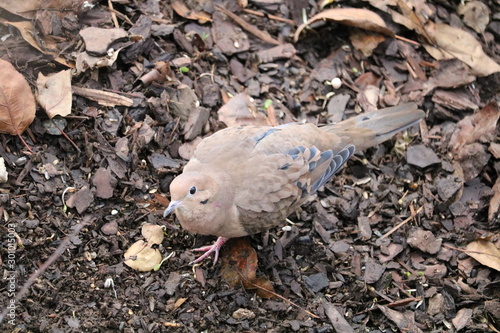 bird in leaves