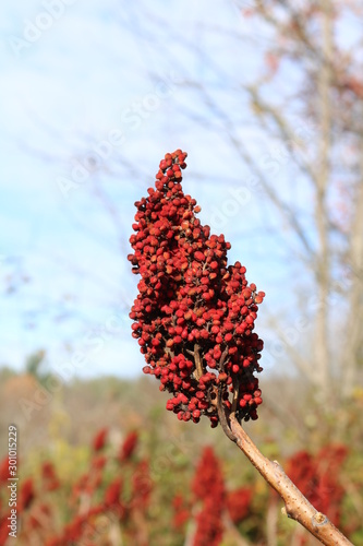 red berries of viburnum on a branch