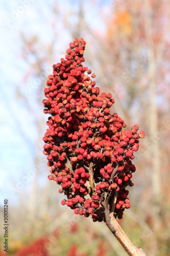 red berries of viburnum on a branch