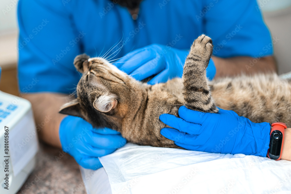 Professional doctors veterinarians perform ultrasound examination of