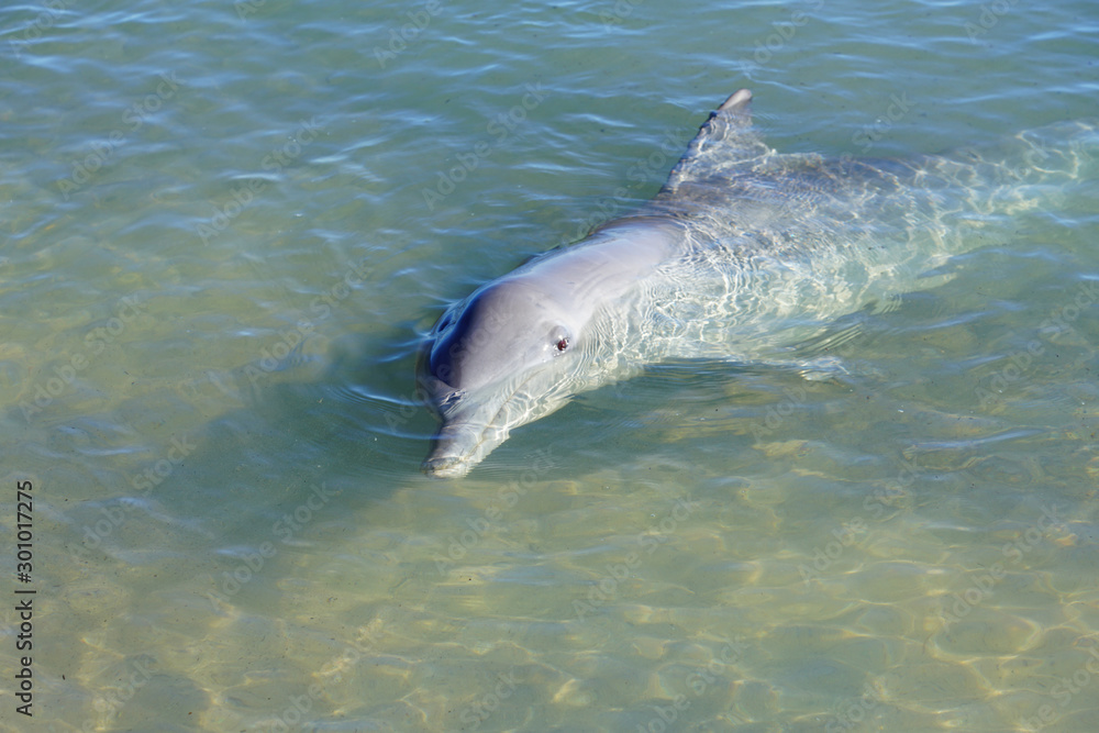 Obraz premium A wild dolphin in the water in Shark Bay, Australia