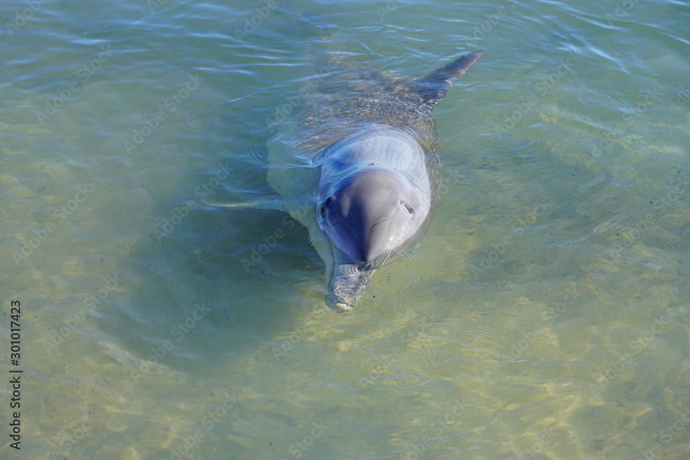 Obraz premium A wild dolphin in the water in Shark Bay, Australia