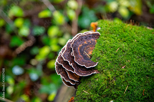 Beautiful Turkeytail fungus growing on a tree stump photo