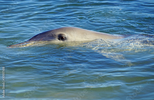 A wild dolphin in the water in Shark Bay, Australia