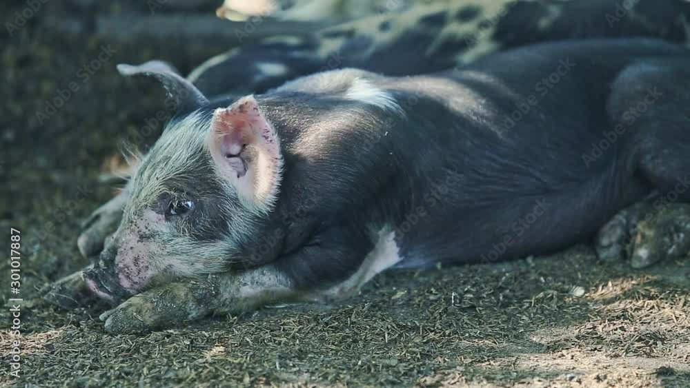 closeup little black pig rest next to other small domestic pigs closeup little black pig rest next to other small domestic pigs