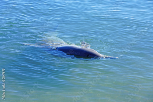 A wild dolphin in the water in Shark Bay  Australia