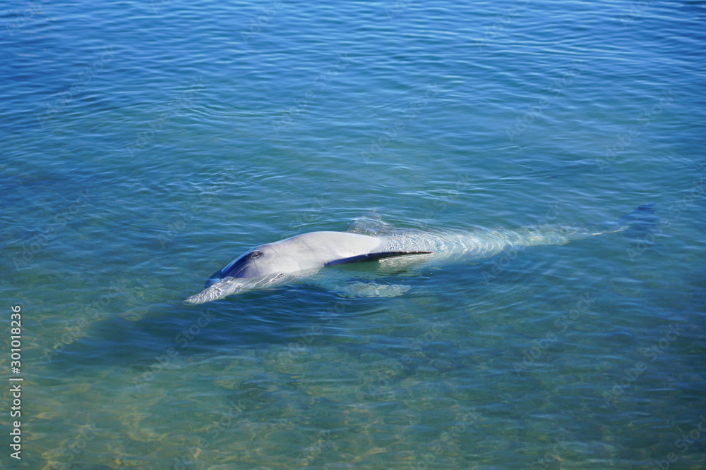 Fototapeta premium A wild dolphin in the water in Shark Bay, Australia