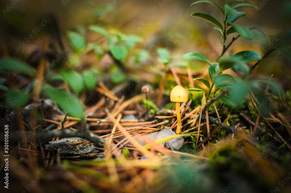a small mushroom growing in the forest among the undergrowth a small mushroom growing in the forest among the undergrowth