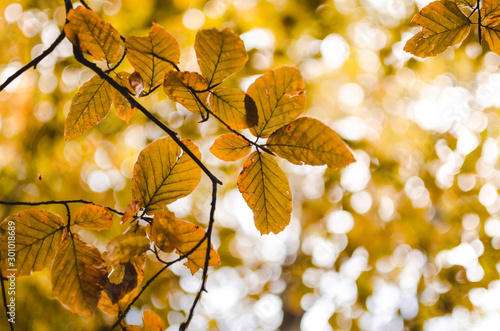 yellow leaves lit by sunlight in autumn